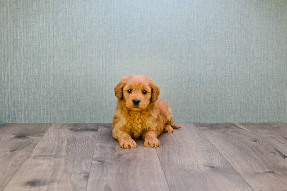 Small Mini Goldendoodle Baby