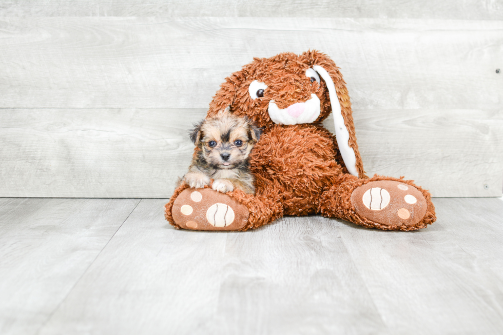 Adorable Yorkie Designer Puppy