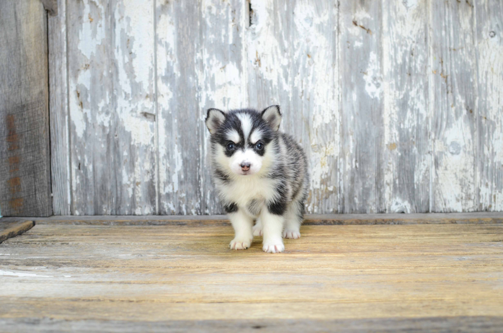 Pomsky Puppy for Adoption