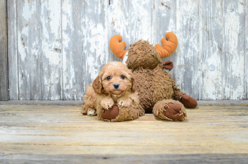 Mixed Breed Puppy for Adoption