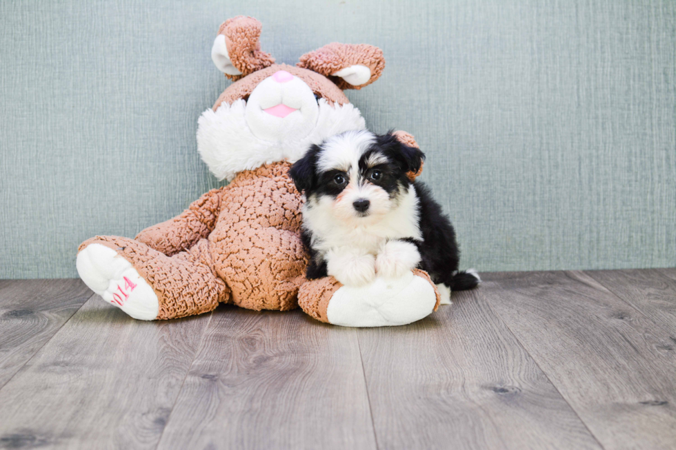 Havanese Puppy for Adoption