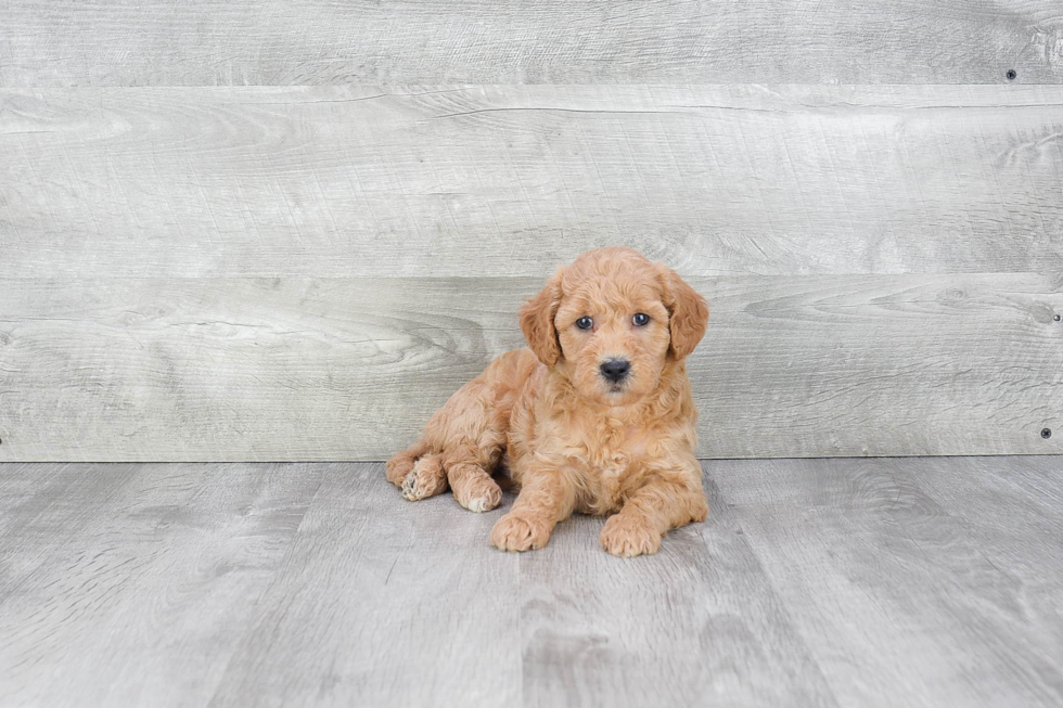 Best Mini Goldendoodle Baby