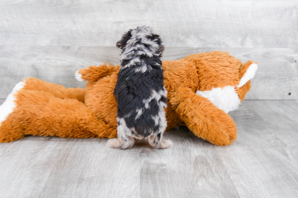 Mini Aussiedoodle Pup Being Cute