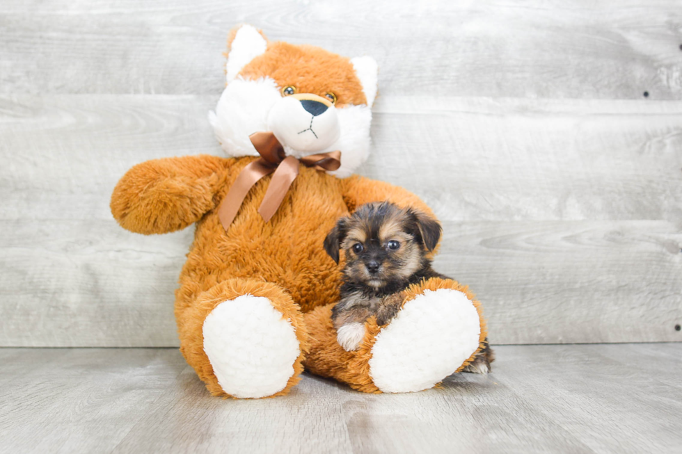 Adorable Shorkie Designer Puppy