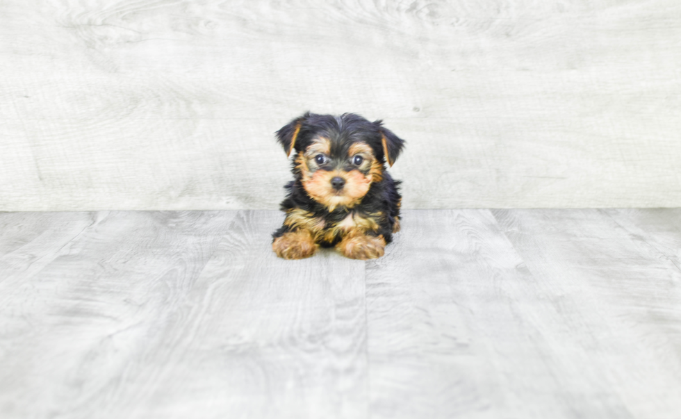 Meet Timmy - our Yorkshire Terrier Puppy Photo 