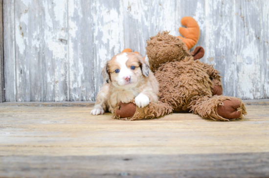 Adorable Aussiepoo Poodle Mix Puppy