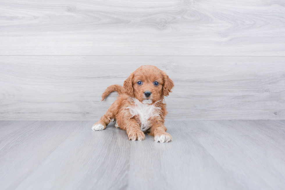 Hypoallergenic Cavoodle Poodle Mix Puppy