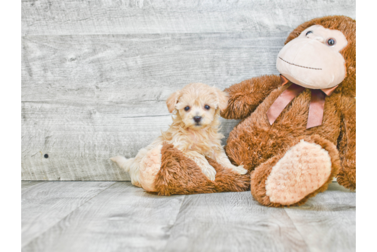 Best Havanese Baby