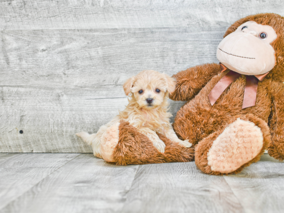 Best Havanese Baby