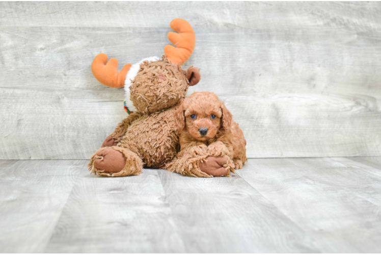 Energetic Maltese Poodle Poodle Mix Puppy