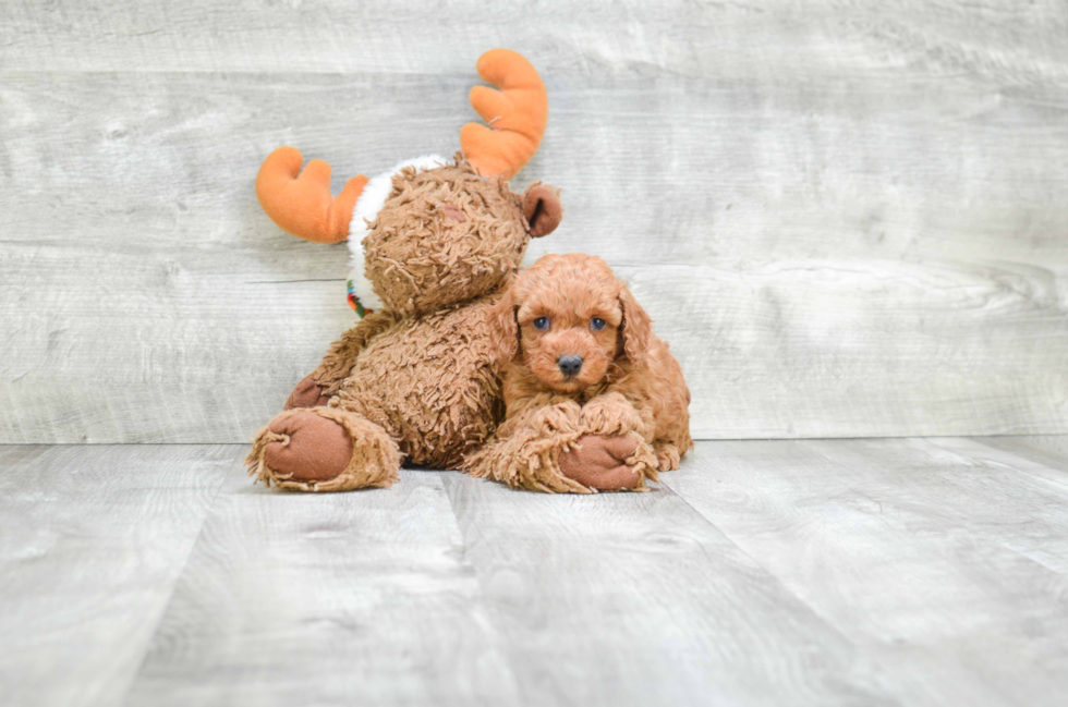 Energetic Maltese Poodle Poodle Mix Puppy