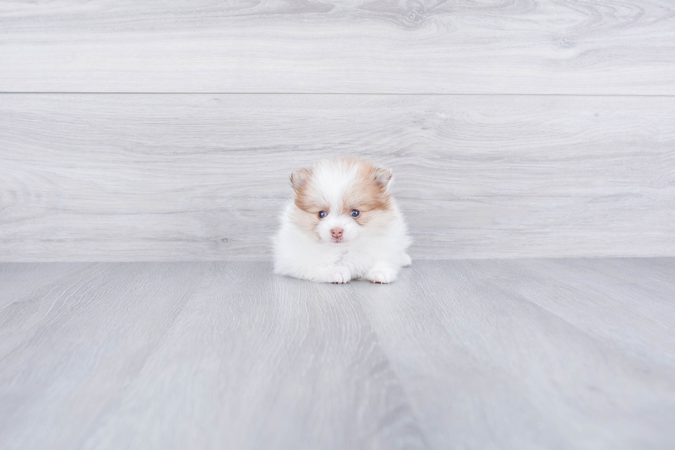 Pomeranian Puppy for Adoption