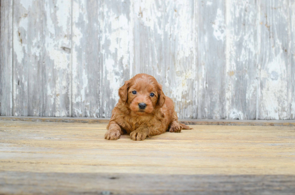 Best Mini Goldendoodle Baby