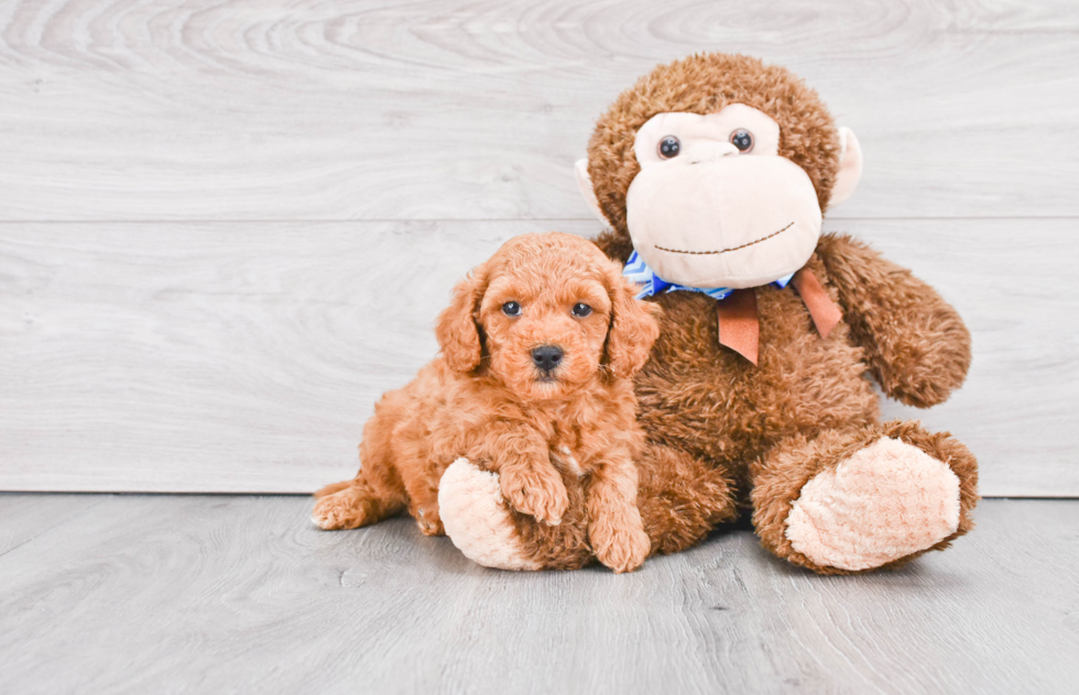 Mini Goldendoodle Puppy for Adoption