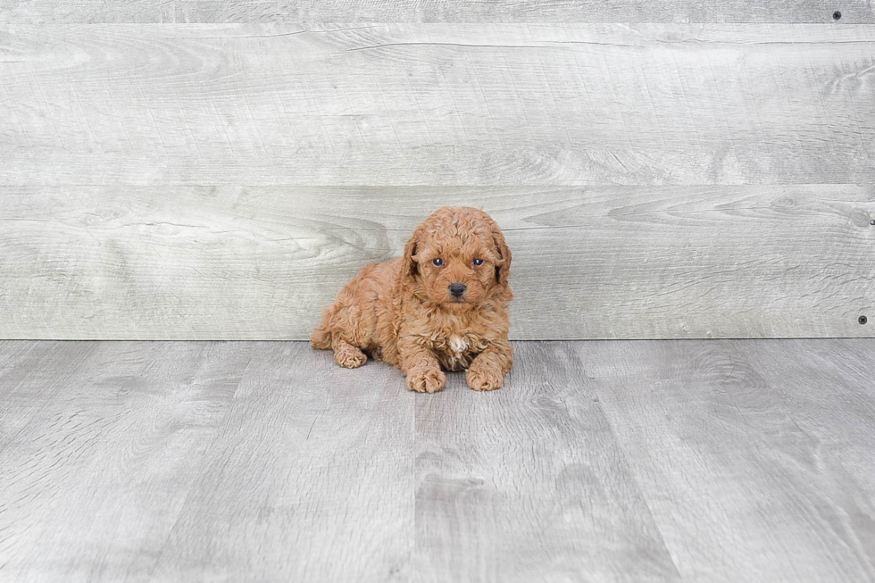 Funny Poodle Purebred Pup