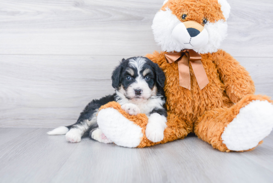 Mini Bernedoodle Pup Being Cute