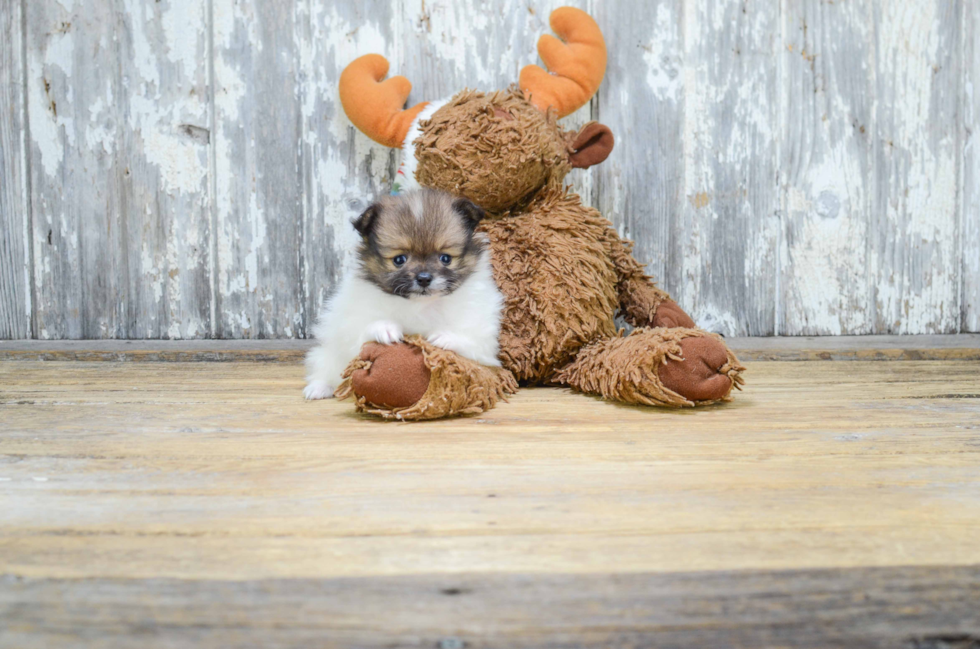 Small Pomeranian Baby