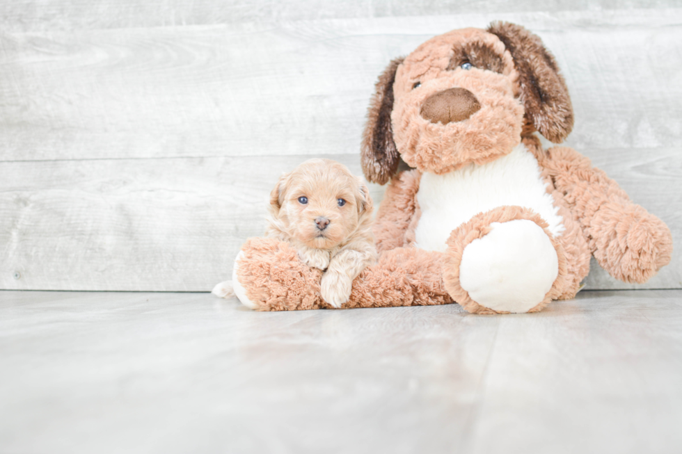 Cute Maltipoo Baby