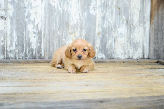 Energetic Cavoodle Poodle Mix Puppy