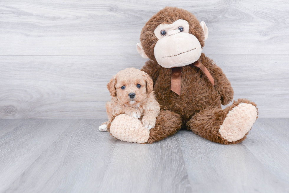 Cavapoo Pup Being Cute