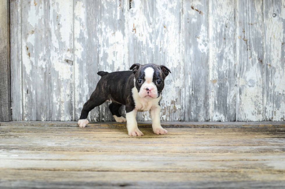 Boston Terrier Puppy for Adoption