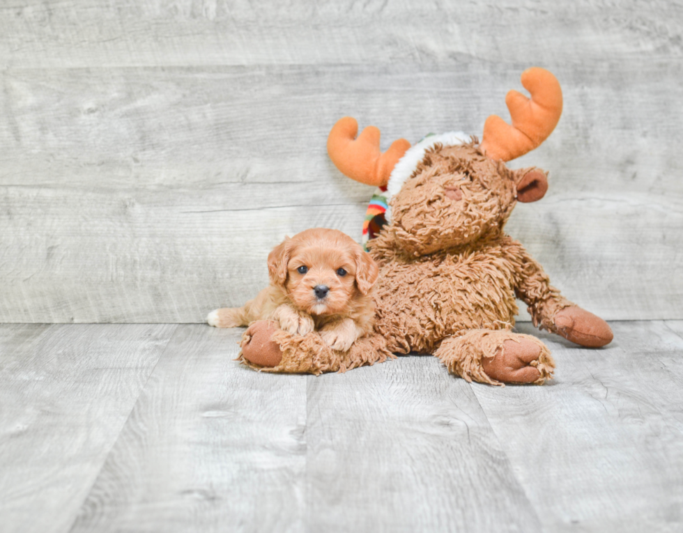 Cavapoo Pup Being Cute