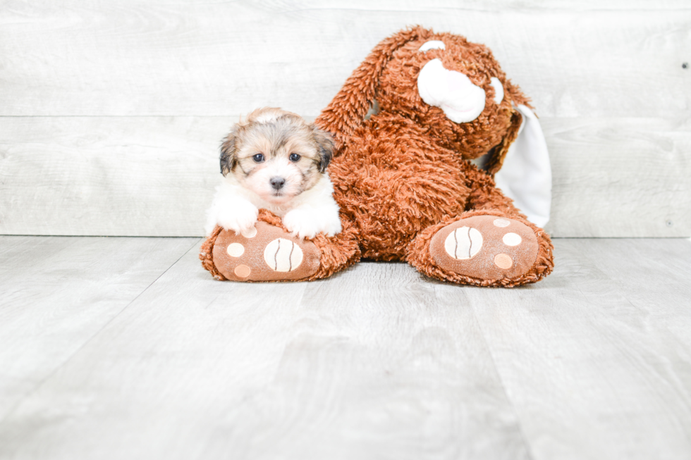 Popular Teddy Bear Designer Pup