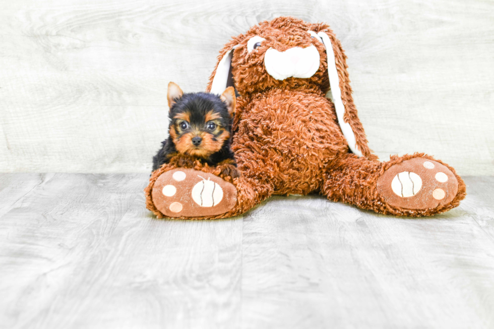 Meet Ronaldo - our Yorkshire Terrier Puppy Photo 