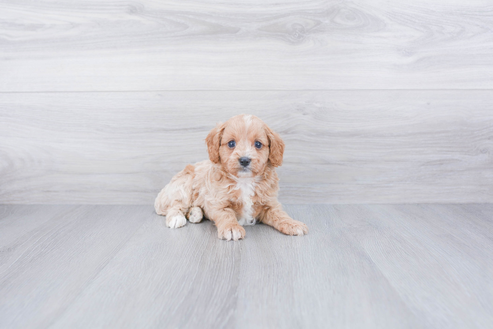 Best Cavapoo Baby