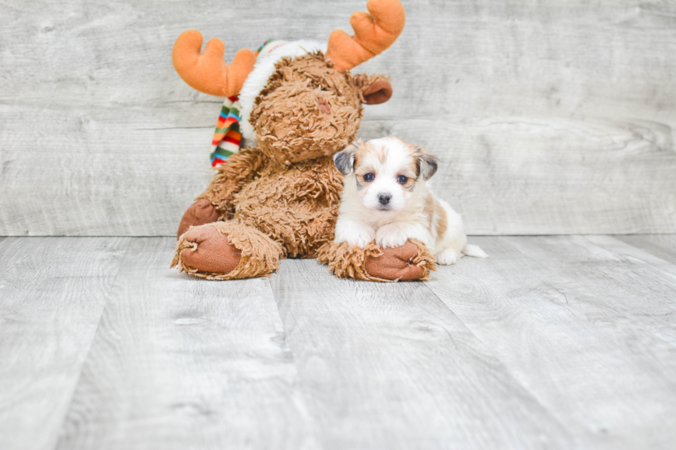 Morkie Puppy for Adoption