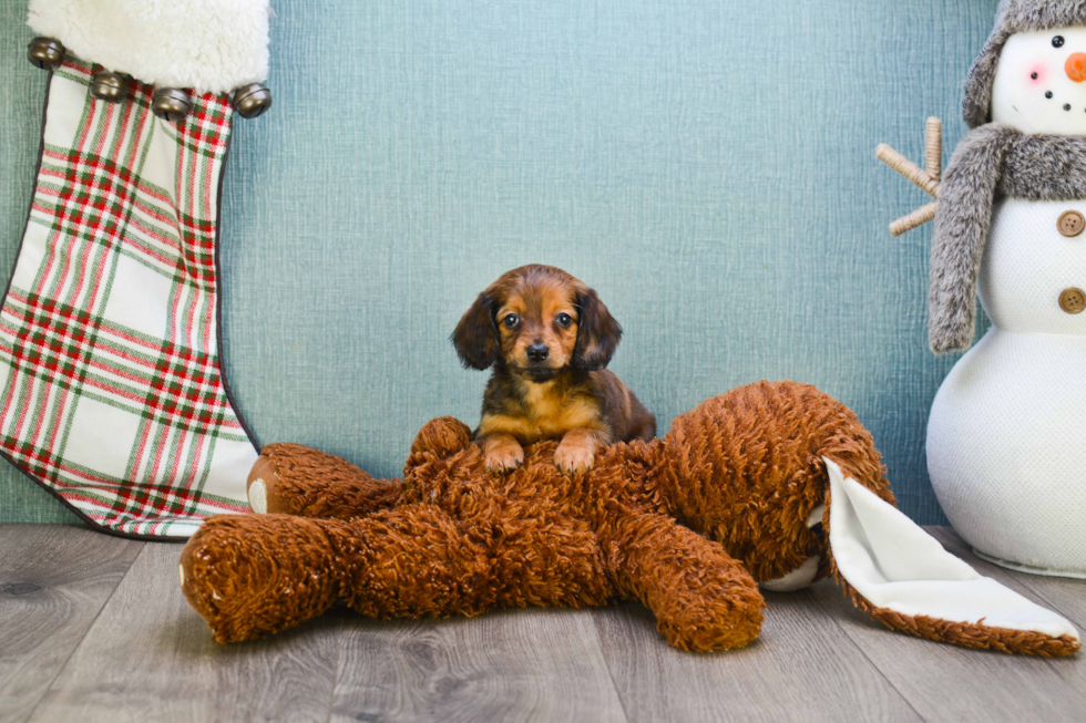 Dachshund Puppy for Adoption