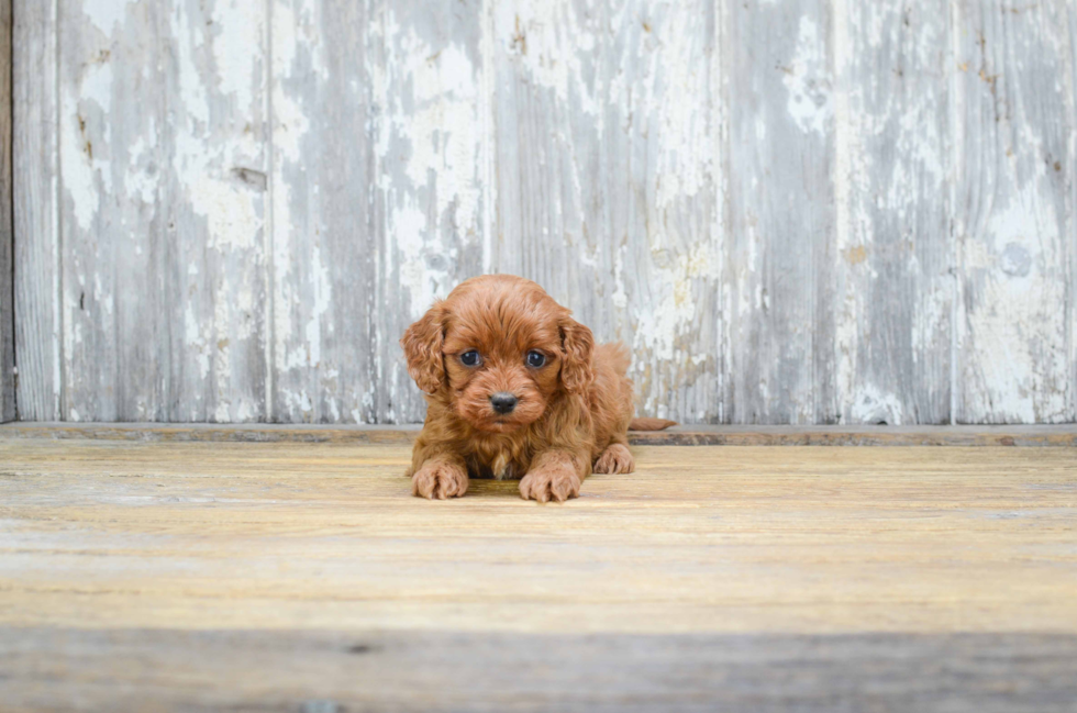 Cavapoo Puppy for Adoption