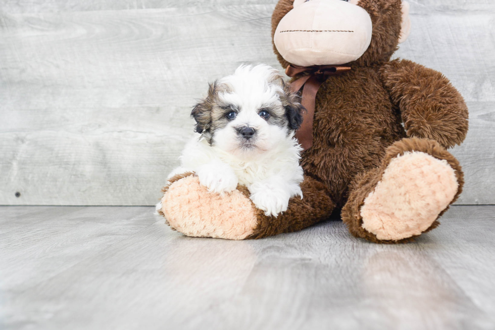 Hypoallergenic Shitzu Designer Puppy