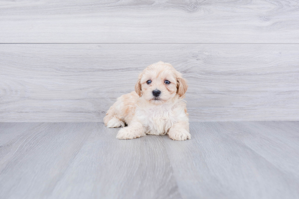 Smart Maltipoo Poodle Mix Pup
