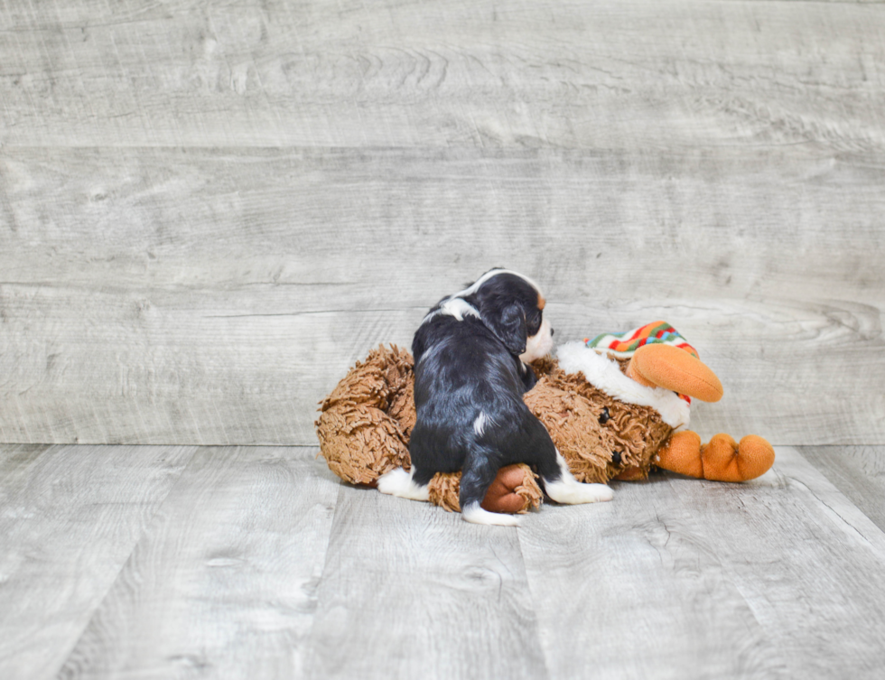 Friendly Cavalier King Charles Spaniel Purebred Pup