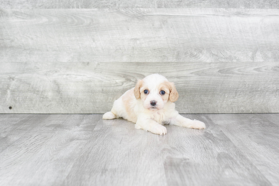 Small Cavachon Baby