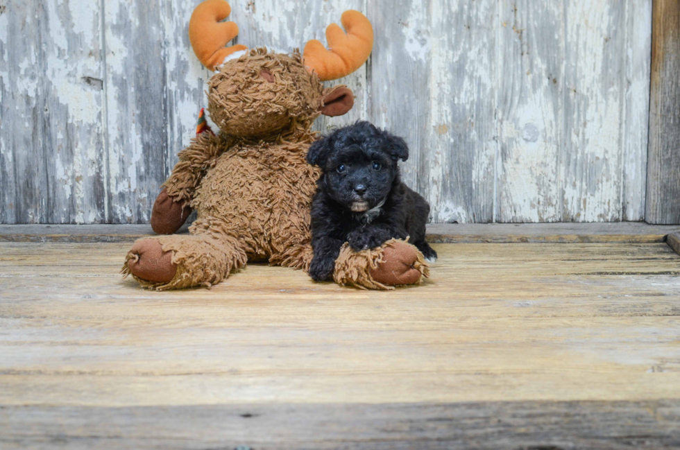 Playful Yorkie Designer Puppy