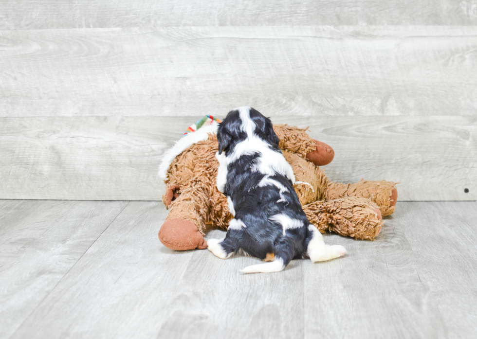 Little Cavalier King Charles Spaniel Purebred Pup