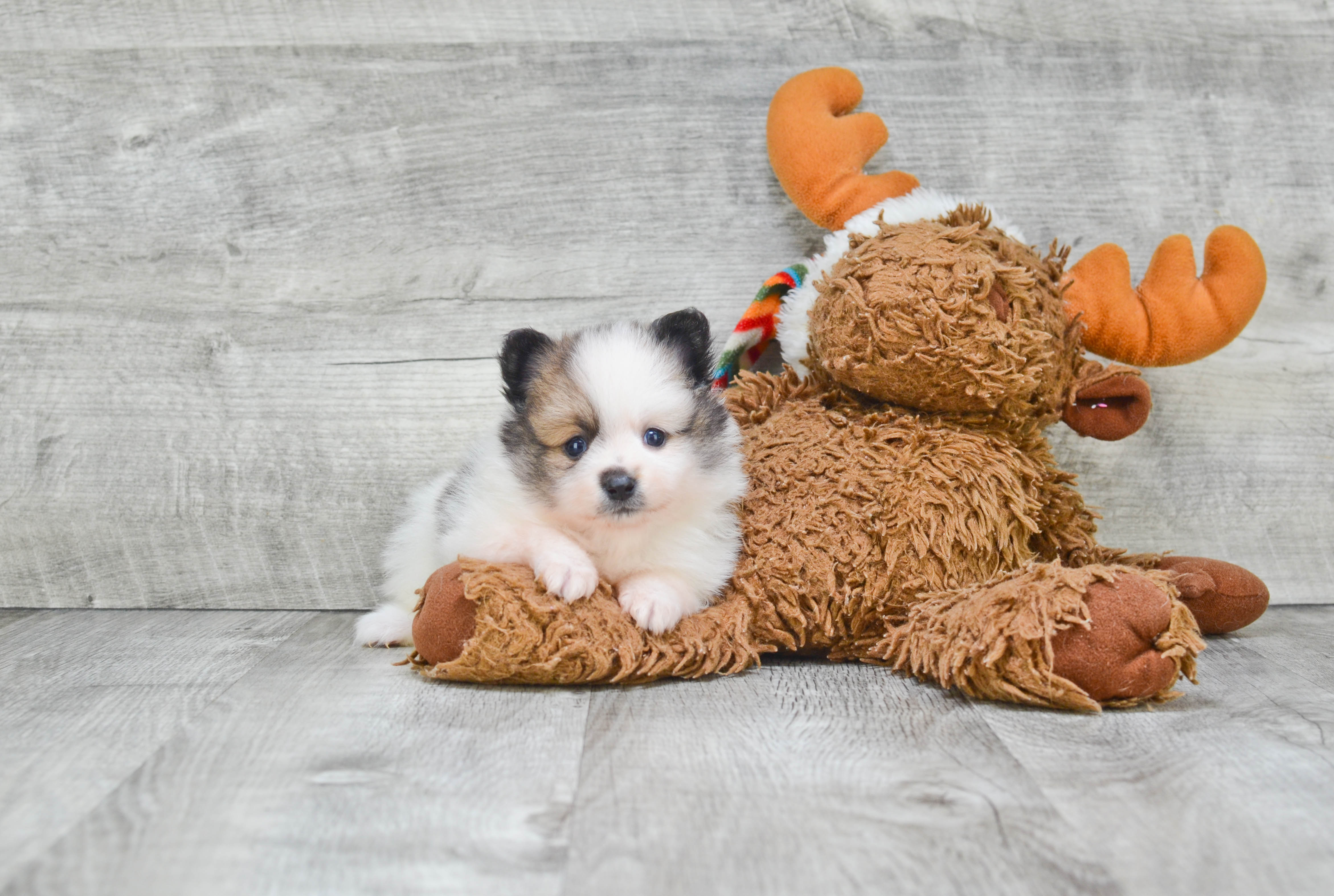 Little Pomeranian Baby