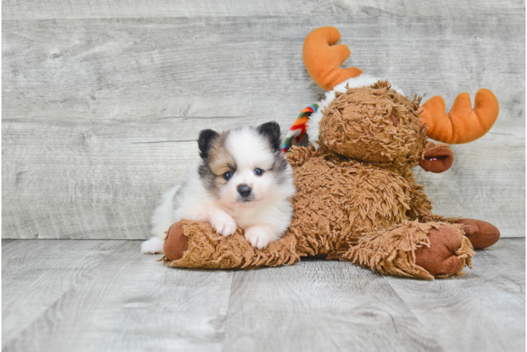 Little Pomeranian Baby