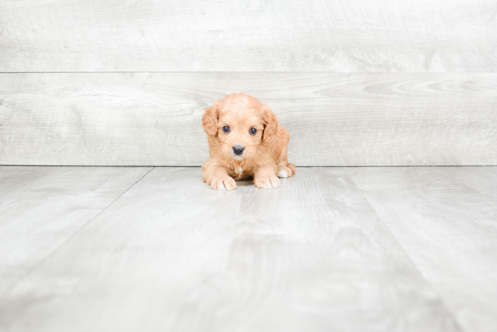 Hypoallergenic Cavoodle Poodle Mix Puppy