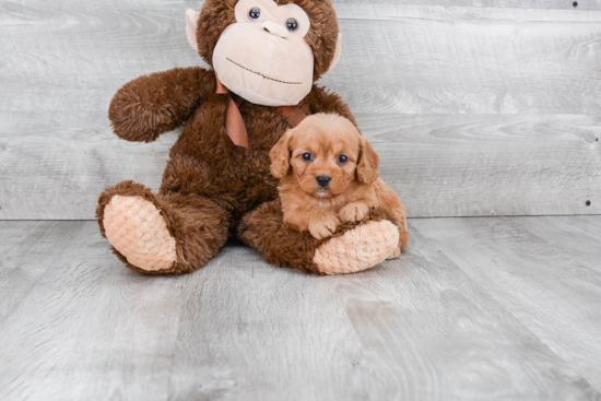 Cute Cavapoo Baby