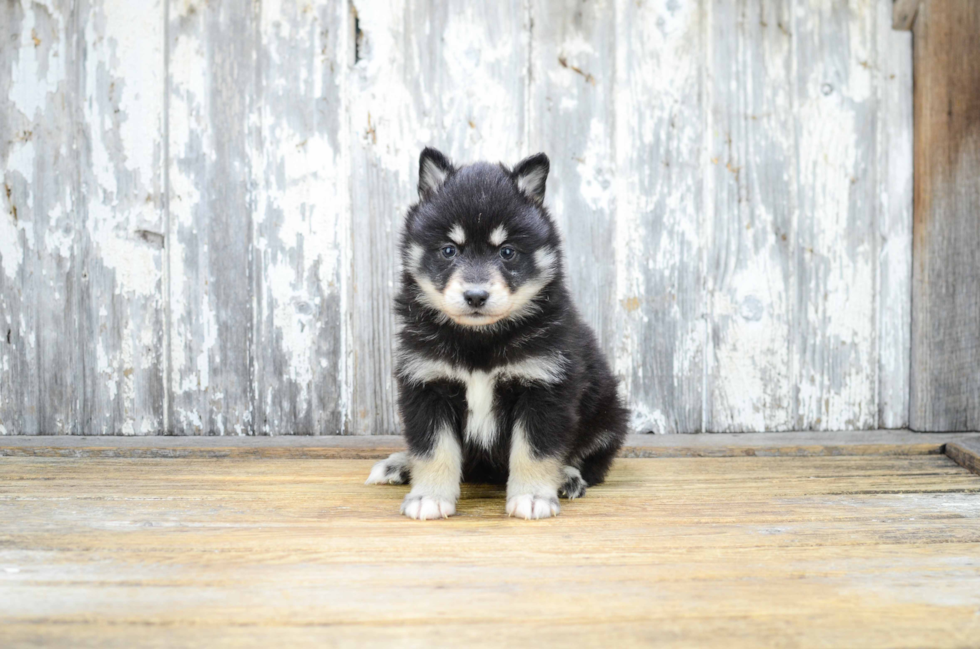 Best Pomsky Baby