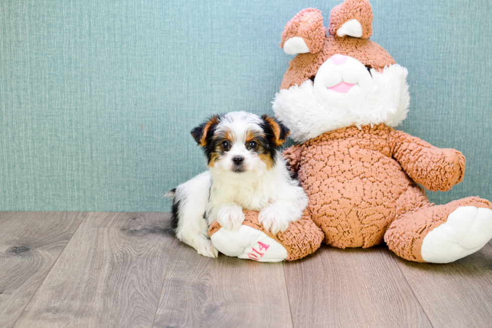 Meet Beyonce - our Yorkshire Terrier Puppy Photo 