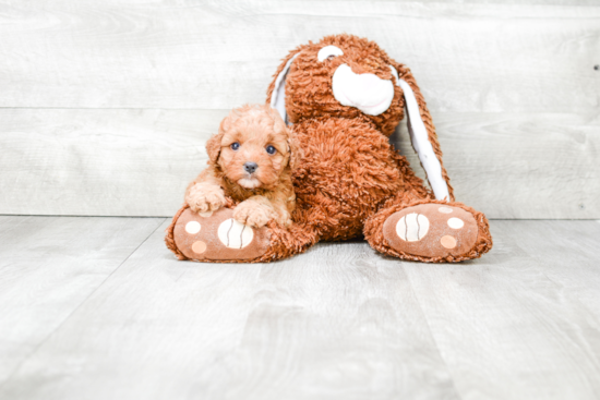 Petite Cavapoo Poodle Mix Pup