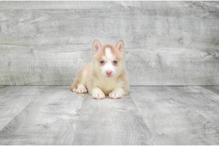 Smart Pomsky Designer Pup