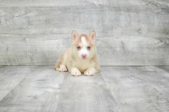 Smart Pomsky Designer Pup