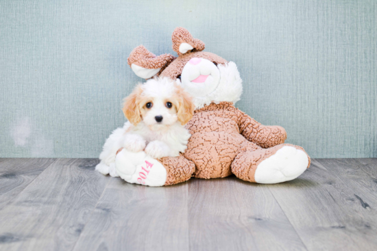 Best Cavachon Baby