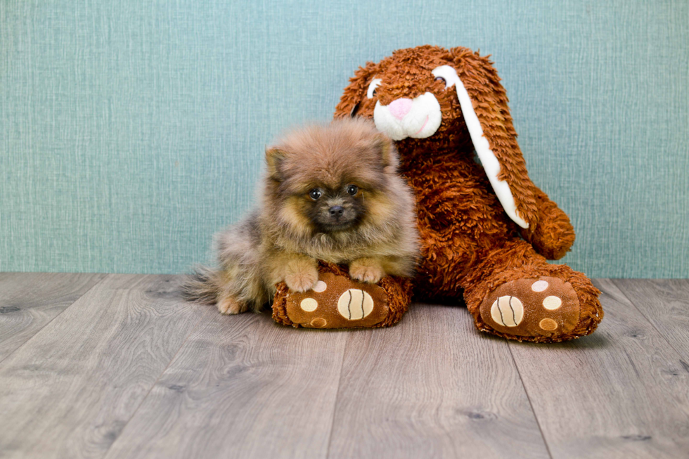 Cute Pomeranian Purebred Puppy