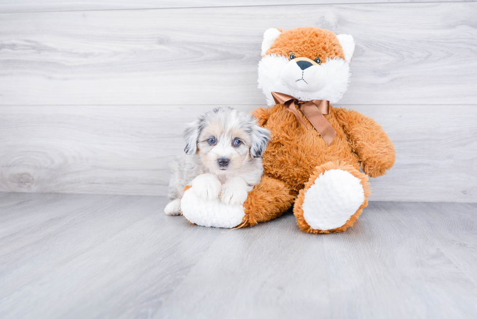 Best Mini Aussiedoodle Baby